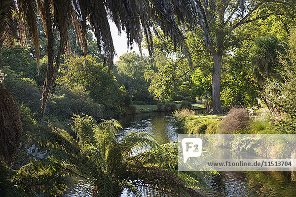 Blick entlang des palmengesäumten Avon River in den Botanischen Gärten von Christchurch  Christchurch  Canterbury  Südinsel  Neuseeland  Pazifik