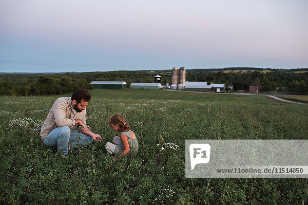 Vater und Tochter auf dem Bauernhof  kümmern sich um die Ernte