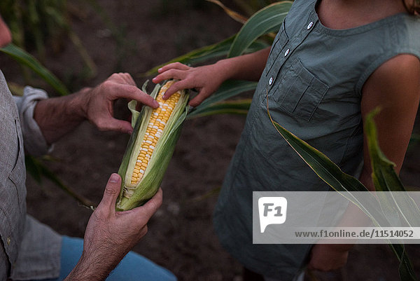 Vater zeigt Tochter mit frisch gepflücktem Mais  mittlerer Abschnitt