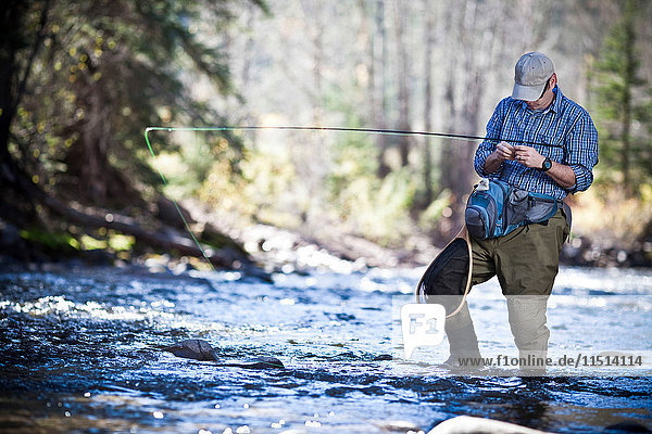 Fisherman ankle deep in river fly fishing  Colorado  USA