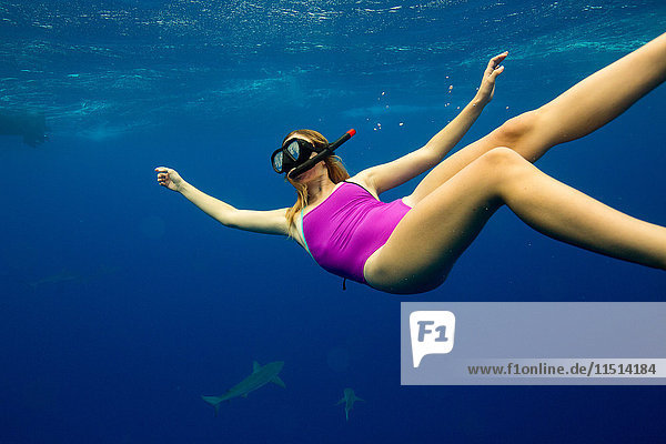 Unterwasseransicht einer Frau beim Schnorcheln mit Meereslebewesen  Oahu  Hawaii  USA