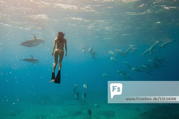 Unterwasseransicht einer Frau beim Schnorcheln mit Meereslebewesen  Oahu  Hawaii  USA