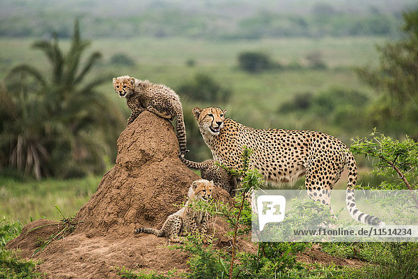 Cheetah mother and her cubs rest on top of termite hill  looking out for prey and predators  Phinda Game Reserve  South Africa