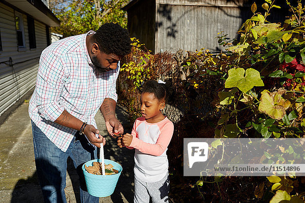 Father and daughter collecting leaves in bucket