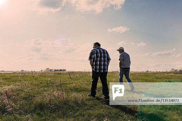 Two mature men walking in field landscape near Hastings Nebraska  USA