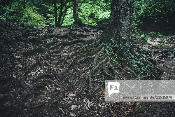 Freigelegte Wurzeln eines Baumes im Wald