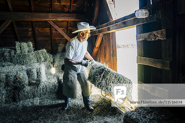 Caucasian farmer in barn pulling bale of hay