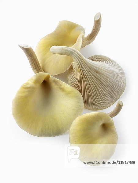 Frisch gepflückte essbare gelbe oder goldene Austernpilze (Pleurotus citrinopileatus) in einem Anzuchtkasten vor einem weißen Hintergrund