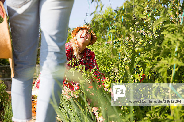 Two young female gardeners tending tomato plants on organic farm