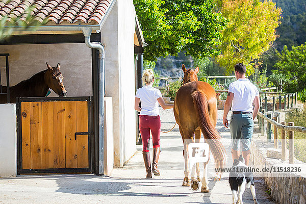 Rear view of male and female grooms leading horse in rural stables