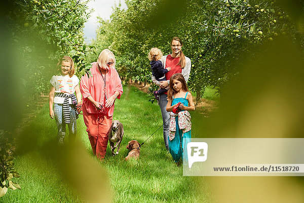 Familien-Spazierhund im Apfelgarten
