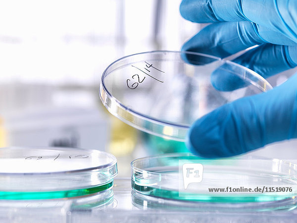 Wissenschaftler hebt den Deckel der Petrischale an  um das Wachstum der Probe während des Experiments im Labor zu untersuchen