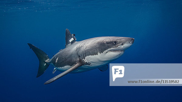 Weißer Hai mit Kamera an der Flosse befestigt für eine Erhaltungsstudie  Unterwasseransicht