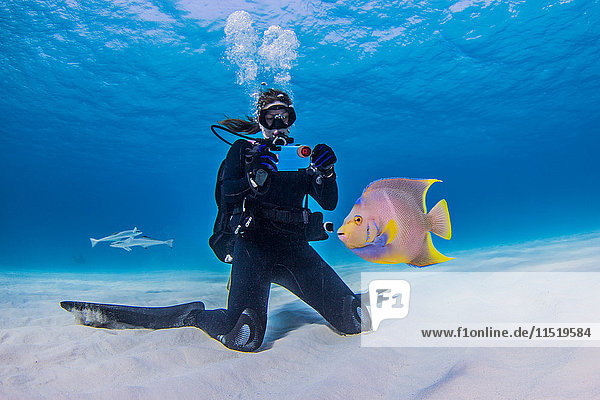 Diver photographing Juvenile Queen Angel fish  underwater view