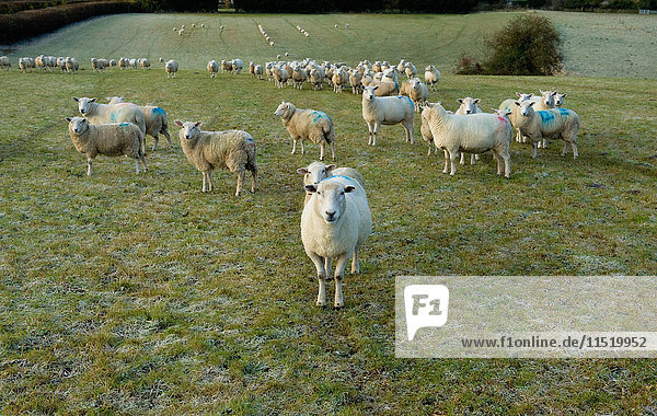 Porträt eines neugierigen Schafes am Feldhang