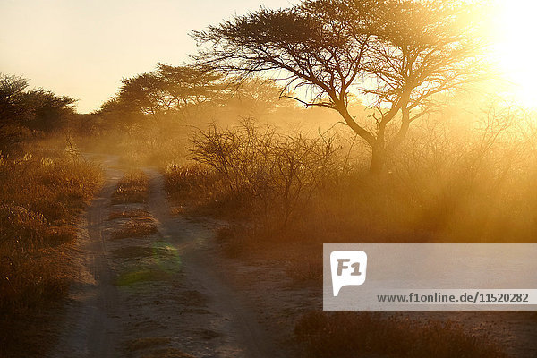 Staubige  trockene Ebene und hinterleuchtete Bäume bei Sonnenuntergang  Namibia  Afrika