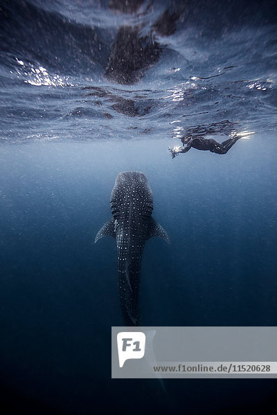 Taucher beim Schwimmen mit Walhai  Unterwassersicht  Cancun  Mexiko