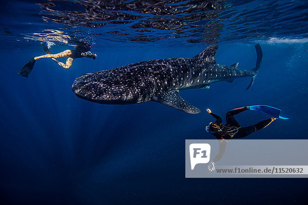 Taucher schwimmen mit Walhai  Unterwassersicht  Cancun  Mexiko
