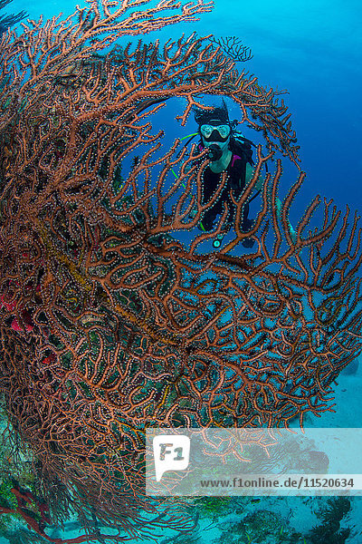 Taucher  der unberührte Korallenköpfe aus Schwämmen  Hart- und Weichkorallen erforscht  Chinchorro Banks  Quintana Roo  Mexiko
