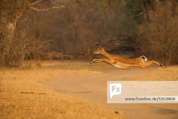 Weiblicher Impala (Aepyceros melampus) springt in der Luft über den Feldweg  Mana Pools National Park  Simbabwe