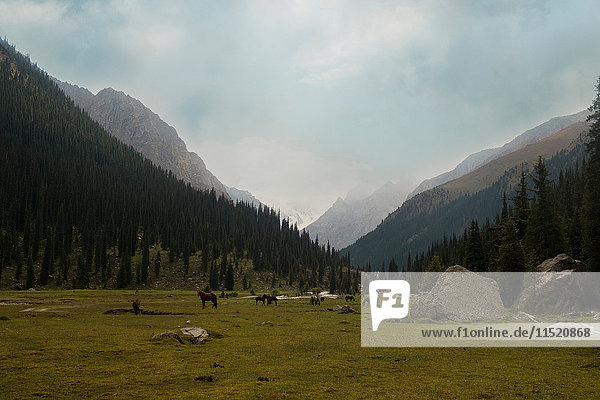 Pferdeherde in Bergtal-Landschaft  Kirgisistan  Zentralasien