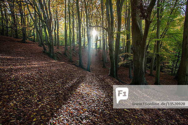 Sonnenlicht durch Bäume im Wald  Cheltenham  UK