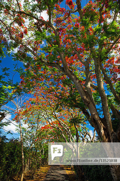 Königliche Poinciana-Bäume  Pereybere  Mauritius