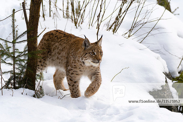 Europäischer Luchs (Lynx linx)  Nationalpark Bayerischer Wald  Bayern  Deutschland