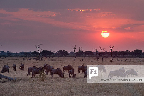 Sonnenuntergangslandschaft mit einer Herde grasender Gnus ( Connochaetes taurinus)   Savuti-Sumpf  Chobe-Nationalpark  Botswana