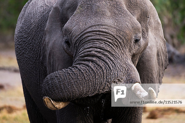 Frontansicht Porträt eines trinkenden Elefanten (Loxodonta africana)  Khwai-Konzession  Okavango-Delta  Botswana