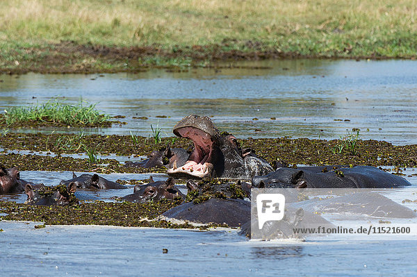 Flusspferd (Hippopotamus amphibius) beim Suhlen im Fluss mit offener Mündung  Khwai-Konzession  Okavango-Delta  Botswana