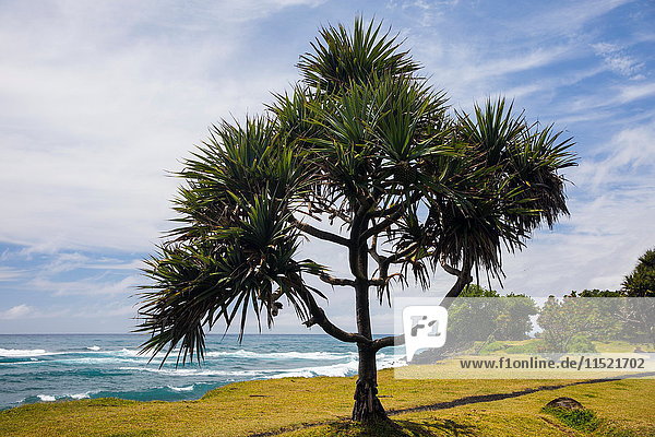 Küstenlandschaft und Indischer Ozean  Insel Réunion