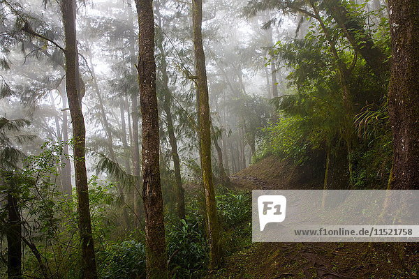 Pfad durch nebligen tropischen Regenwald,  Insel Réunion