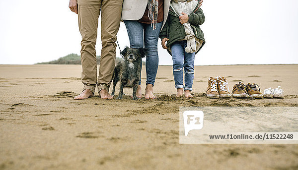 Low section of family with dog standing barefoot on the beach