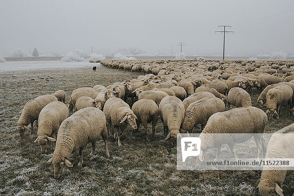 Flock of sheep in winter