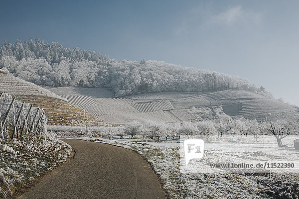 Germany  Ortenberg  vineyards in winter
