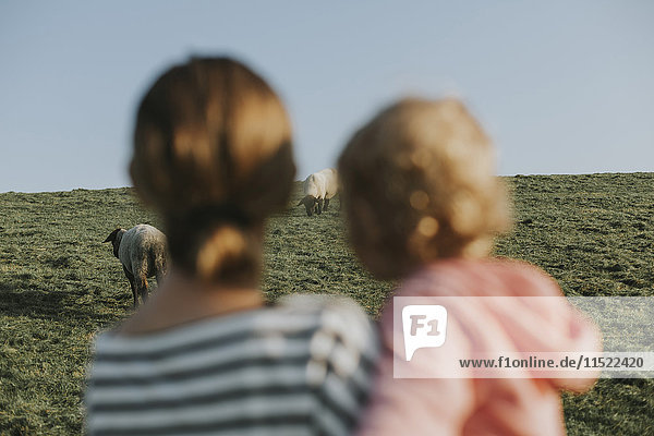 Niederlande  Schiermonnikoog  Mutter und kleine Tochter beim Schaf auf dem Deich