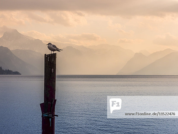 Austria  Salzkammergut  Gmunden  Traunsee  seagull perching on wooden stake