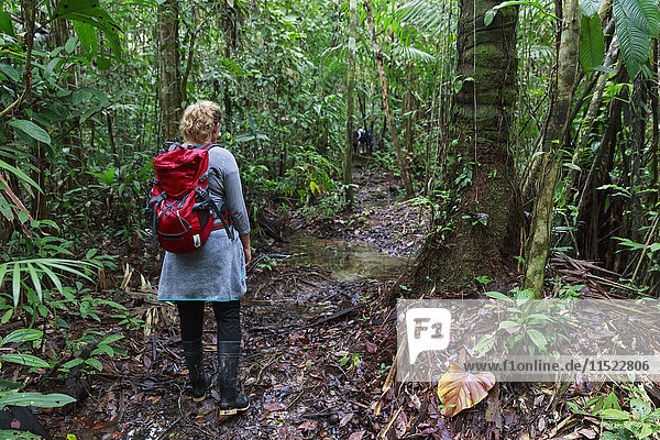 Peru  Amazon basin  Manu National Park  tourist hiking through rain forest