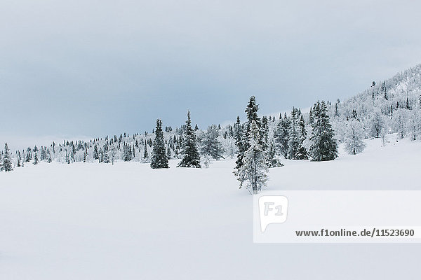 Norwegen  Oppland  Tannenwald im Winter