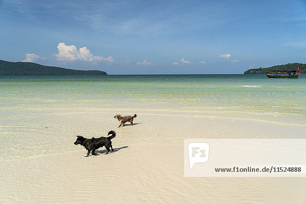 Kambodscha  Koh Rong Sanloem  zwei Hunde am Strand von Saracen Bay