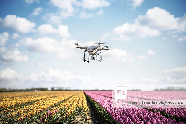 Niederlande  Drohne mit Kamera fliegt über Tulpenfelder