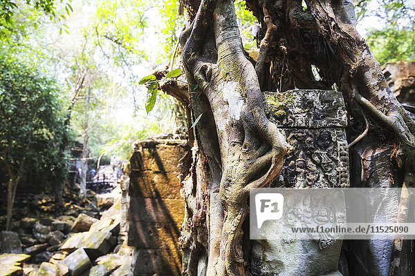 Kambodscha  Angkor  Beng Mealea Tempel