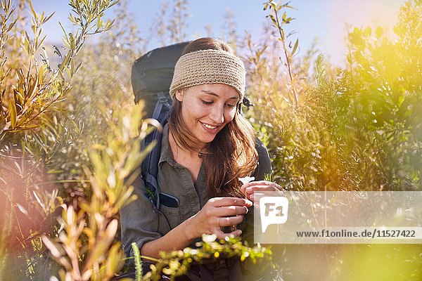 Young woman hiking  picking flower in sunny field