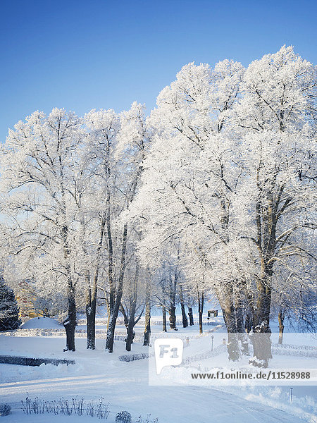 Winter landscape