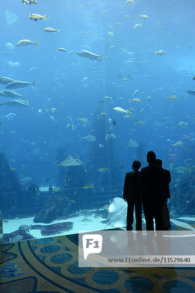 United Arab Emirates  Dubai  The Atlantis Palm Jumeirah hotel aquarium