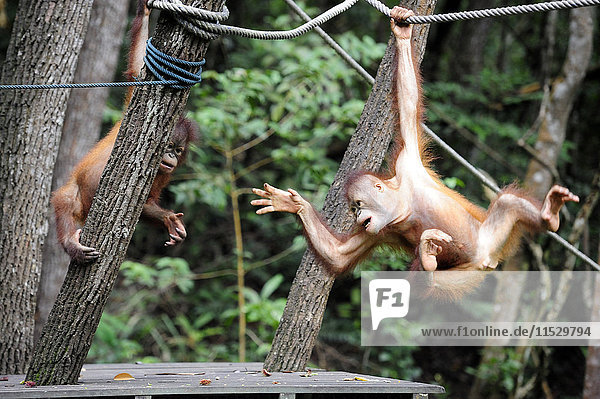 South-East Asia  Malaysia  Borneo  Sabah  Orangutans in the Shangri-La hotel Reserve