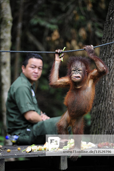 South-East Asia  Malaysia  Borneo  Sabah  Orangutan in the Shangri-La hotel Reserve