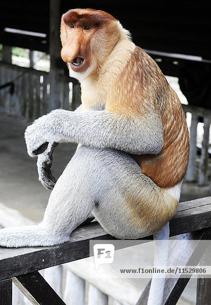 South-East Asia  Malaysia  Borneo  Sabah  Labuk Bay  Natural Reserve sheltering proboscis monkeys