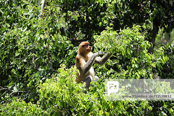 South-East Asia  Malaysia  Borneo  Sabah  Labuk Bay  Natural Reserve sheltering proboscis monkeys